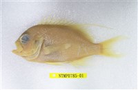 藏品(金點齒花鮨)的圖片